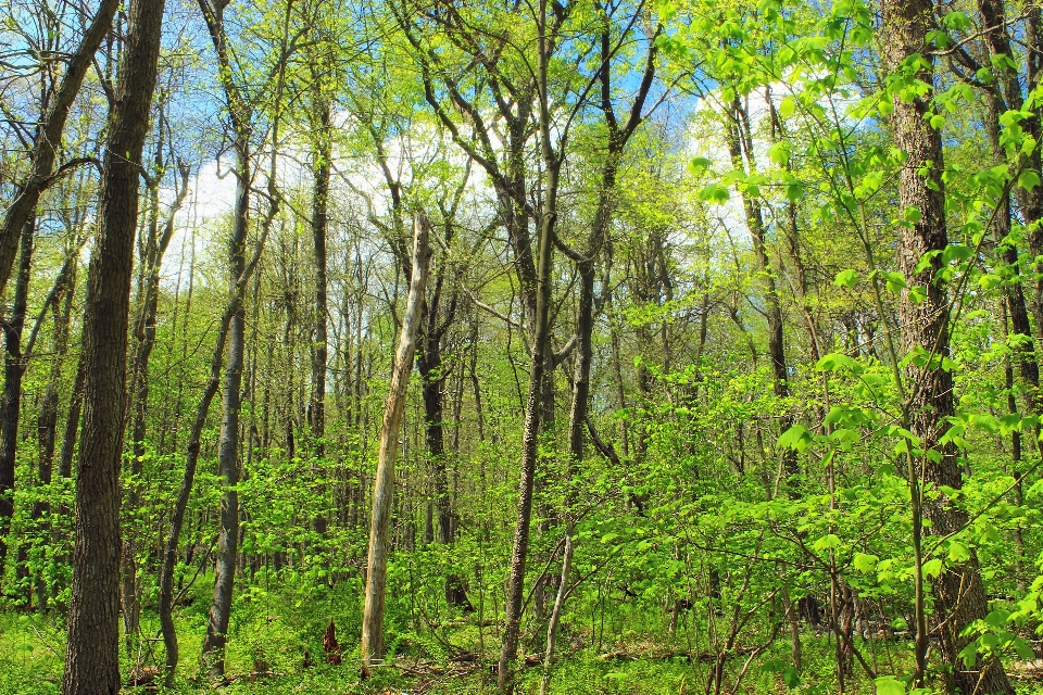 Pohon alam hutan gurun
