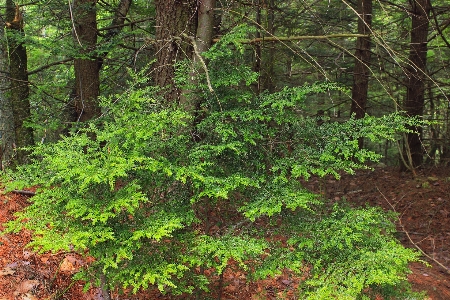 Tree nature forest plant Photo