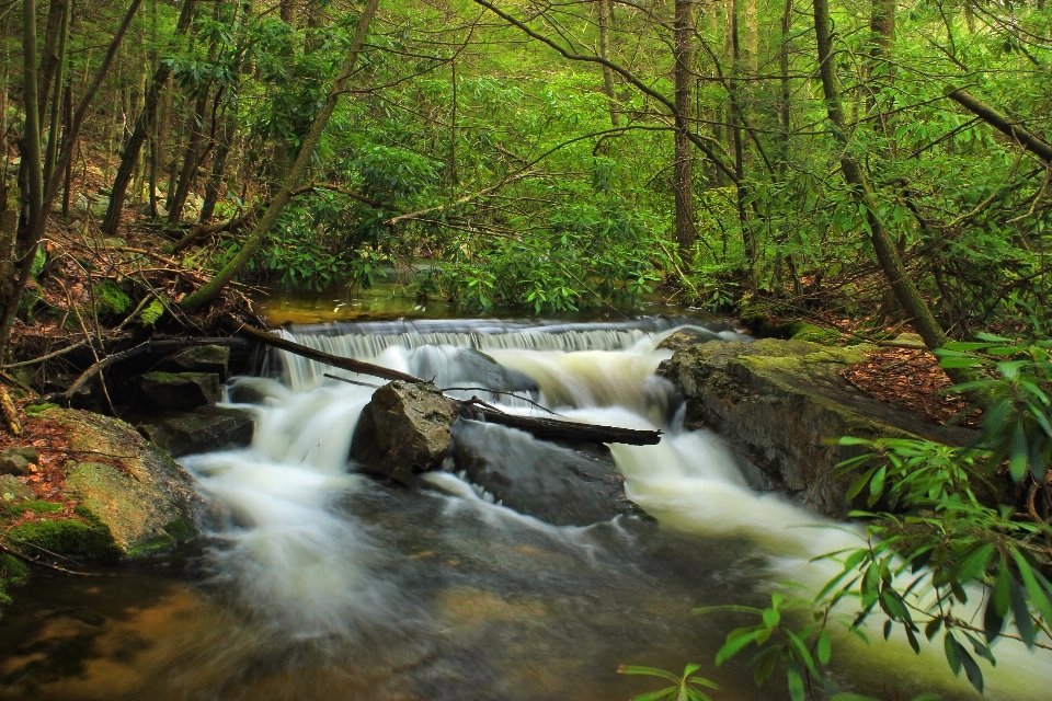 Nature forest waterfall creek