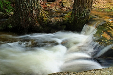 Landscape water nature forest Photo