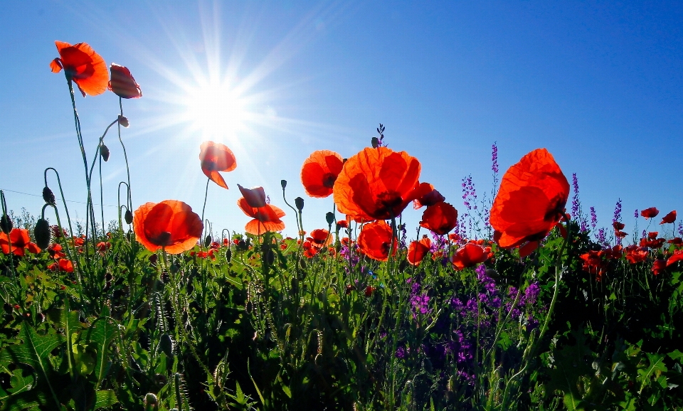 Nature plant field meadow