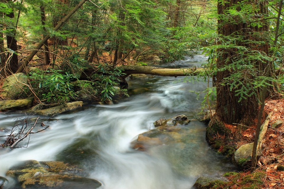 Forest waterfall creek wilderness