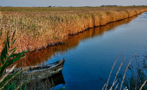 Фото пейзаж дерево вода болото
