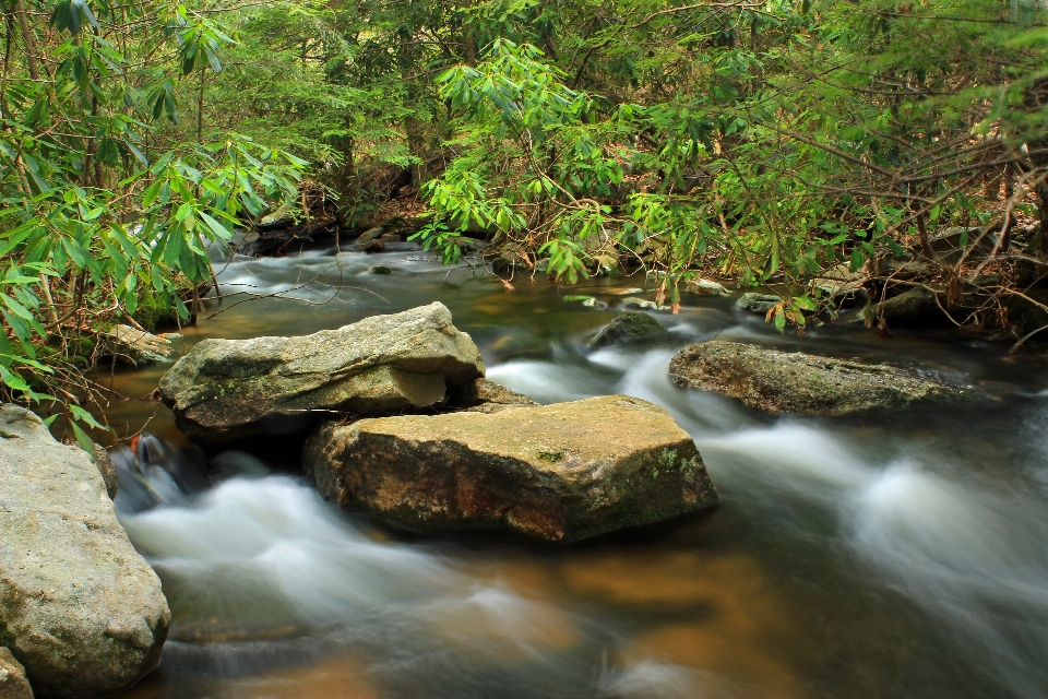 água floresta rock cachoeira