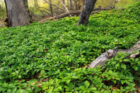 Tree nature forest plant Photo