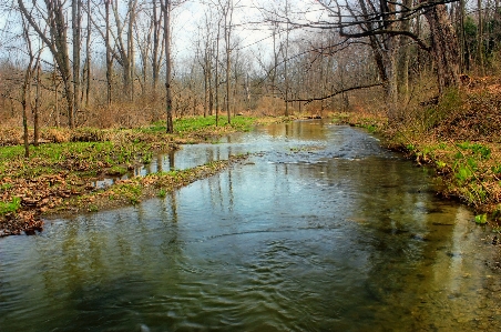 Tree water nature forest Photo