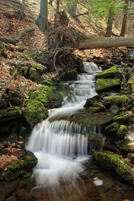 Paesaggio albero acqua natura