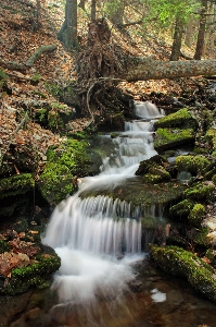 風景 木 水 自然 写真