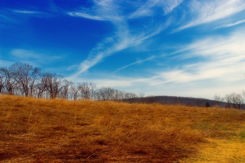 Paesaggio albero natura erba