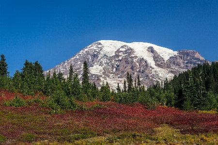 Landscape tree nature wilderness Photo