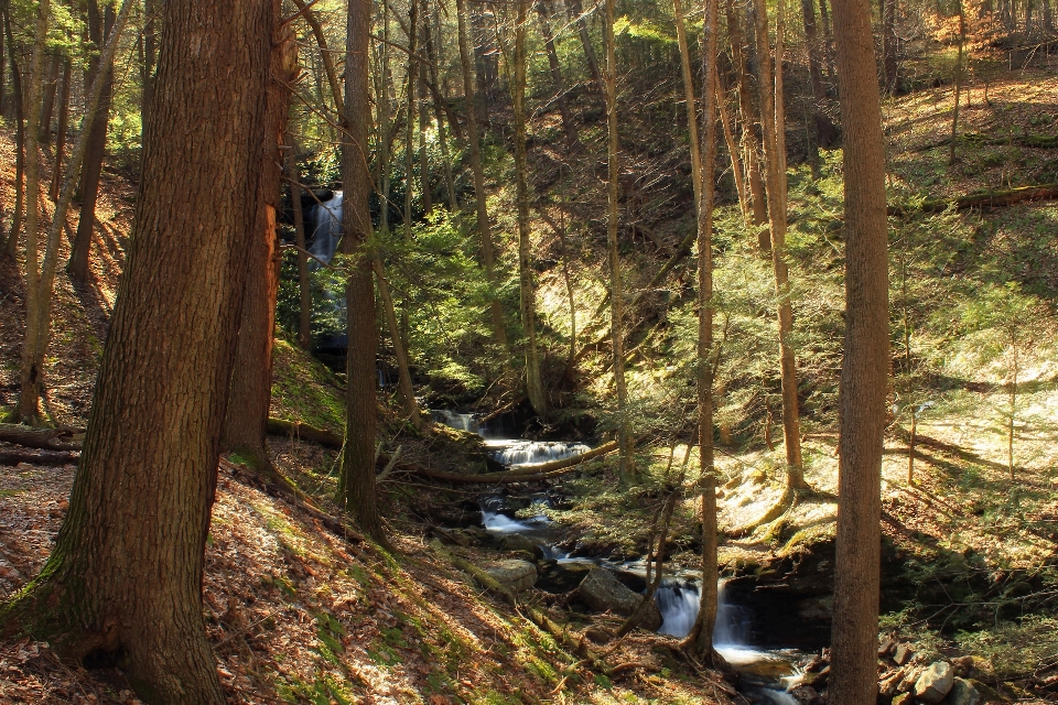 Baum natur wald bach
