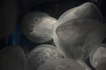 海 動物 水中 生物学 写真