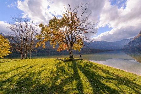 Landscape tree nature grass Photo