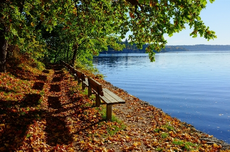 Tree water nature forest Photo