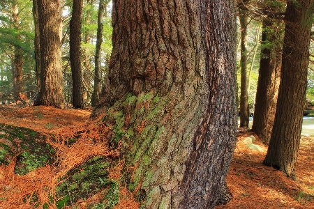 Tree nature forest wilderness Photo