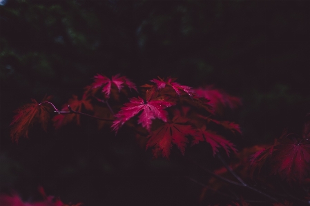 Tree forest plant sunlight Photo