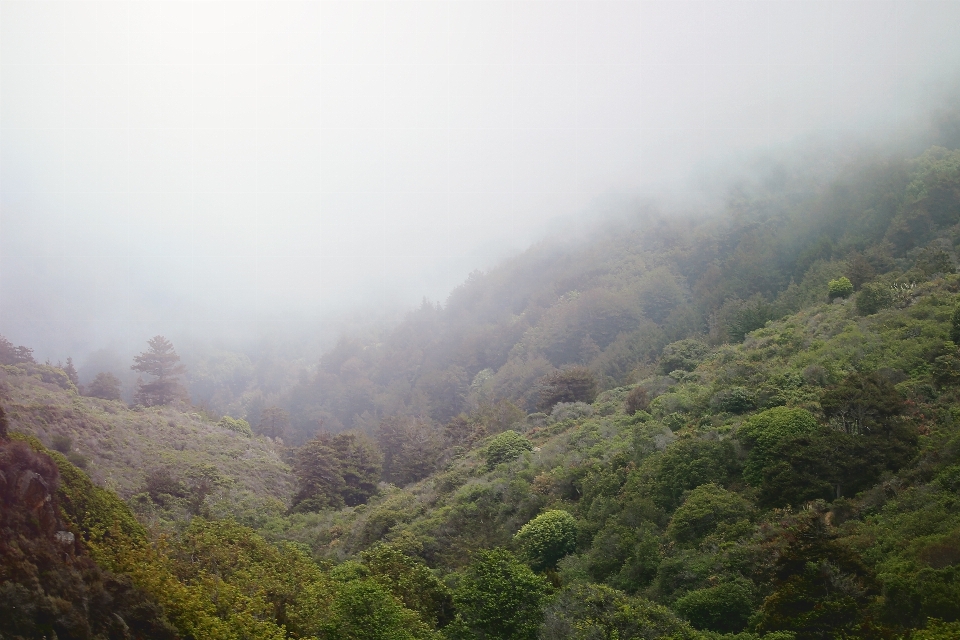 树 森林 山 多雾路段