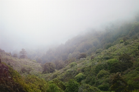 나무 숲 산 안개 사진