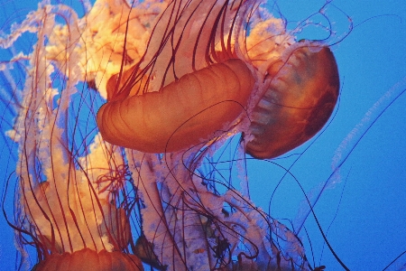 Foto Biologi ubur biru invertebrata