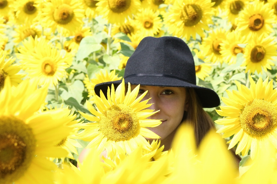 Usine fleur pétale jaune