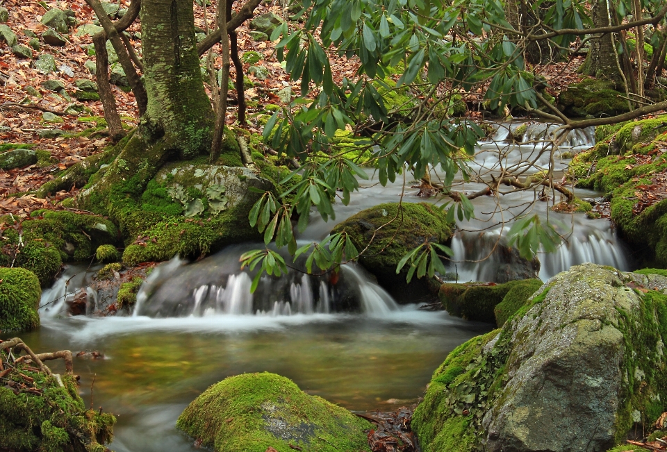 Baum natur wald wasserfall