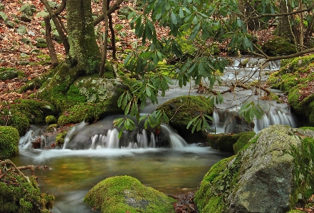 Tree nature forest waterfall Photo