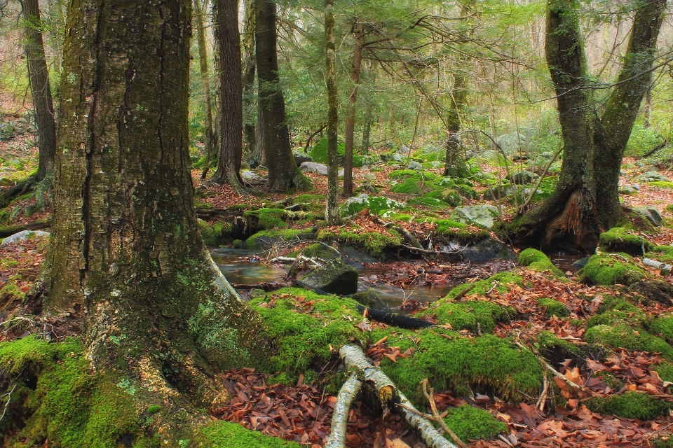 Tree nature forest creek