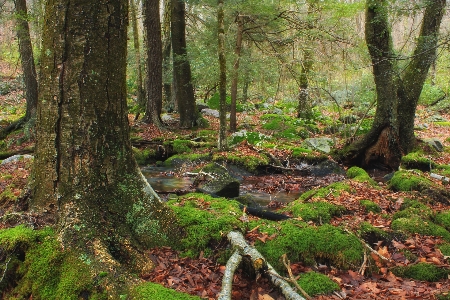 Tree nature forest creek Photo