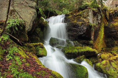 風景 水 自然 森 写真