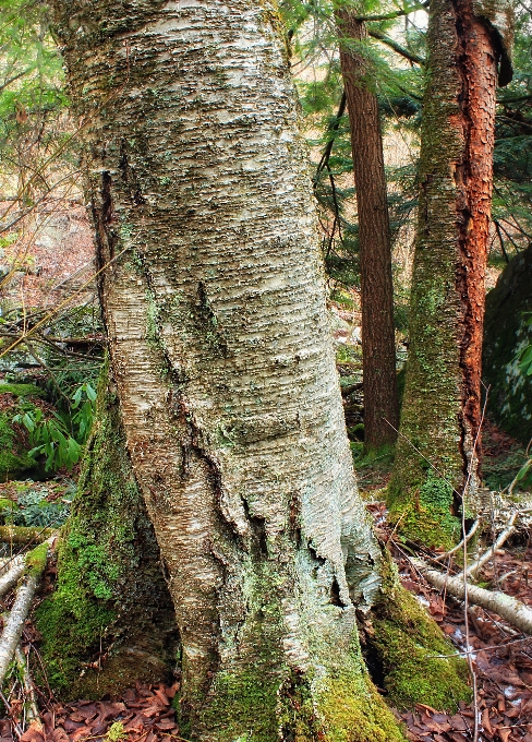 Albero natura foresta ramo