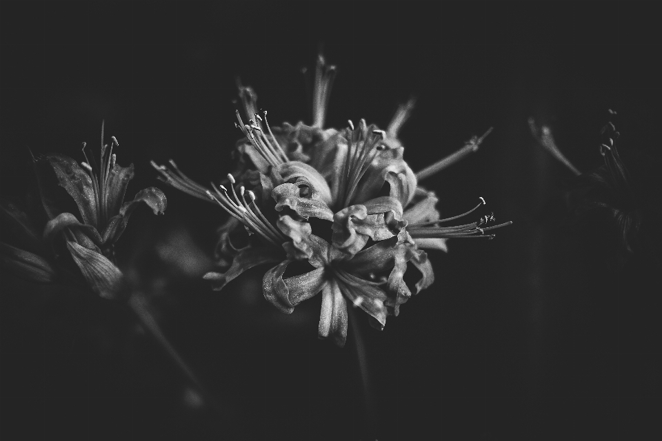 ブランチ 黒と白
 植物 写真撮影