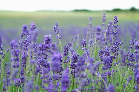 Foto Grama florescer plantar campo