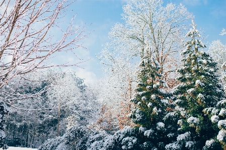 树 分支 雪 冬天 照片