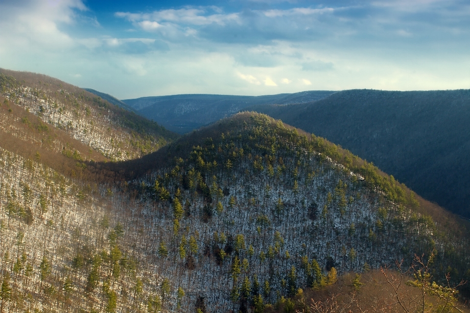 Paesaggio albero natura foresta