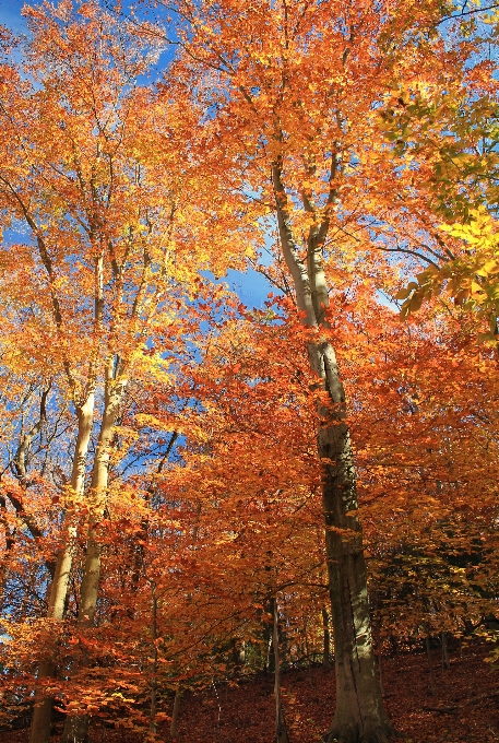 Albero natura foresta ramo