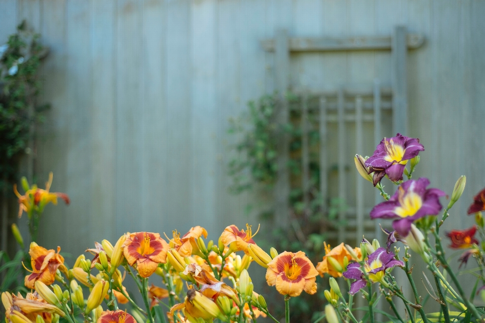 Fleurir usine fleur pétale