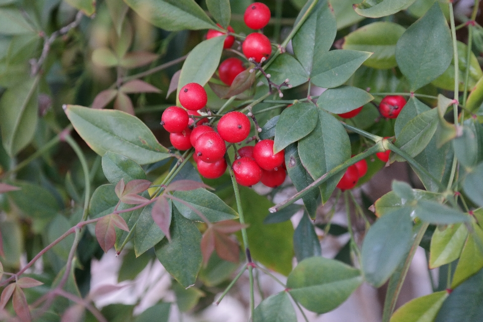 Albero pianta frutta fiore