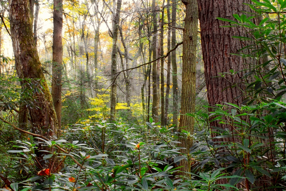 Baum natur wald wildnis
