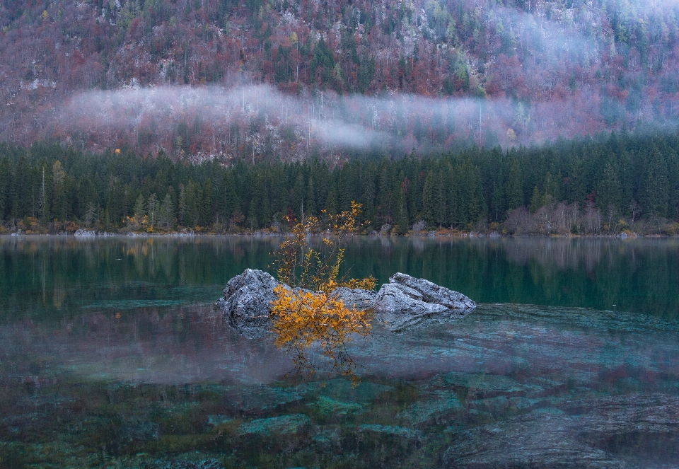 Tree water nature forest