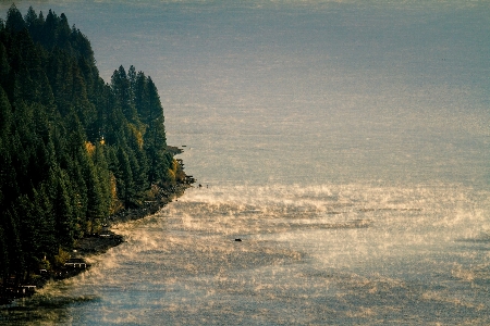 Beach sea coast tree Photo