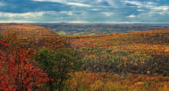 Landscape tree nature forest Photo