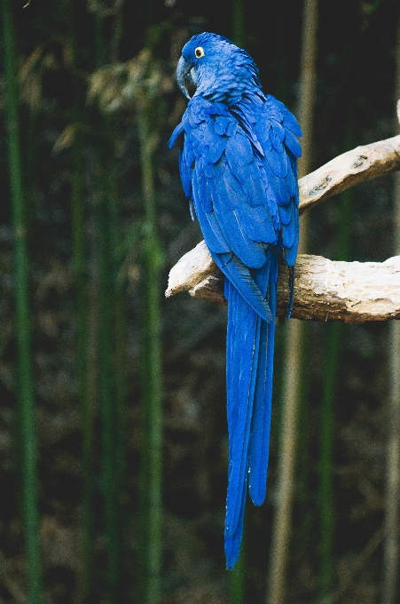 Nature branch bird wing