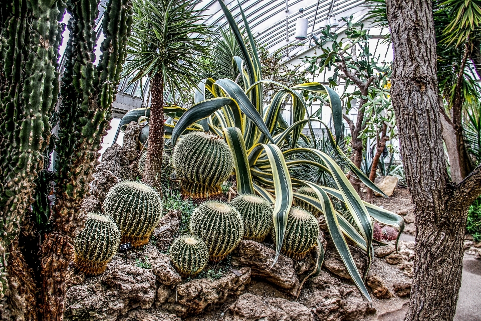 树 仙人掌 植物 花