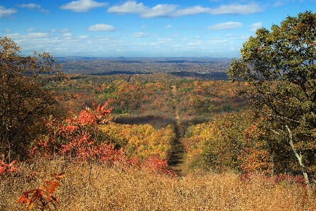 Landscape tree nature forest Photo