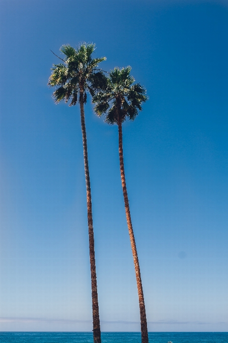 Strand meer baum ozean