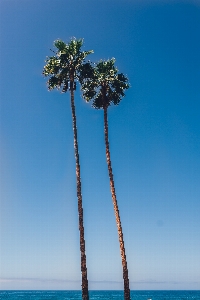 Beach sea tree ocean Photo