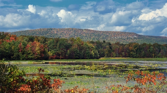 Landscape tree nature forest Photo