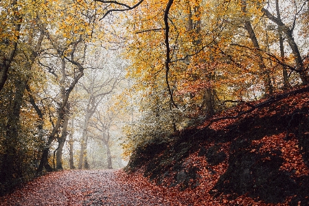 Tree nature forest path Photo