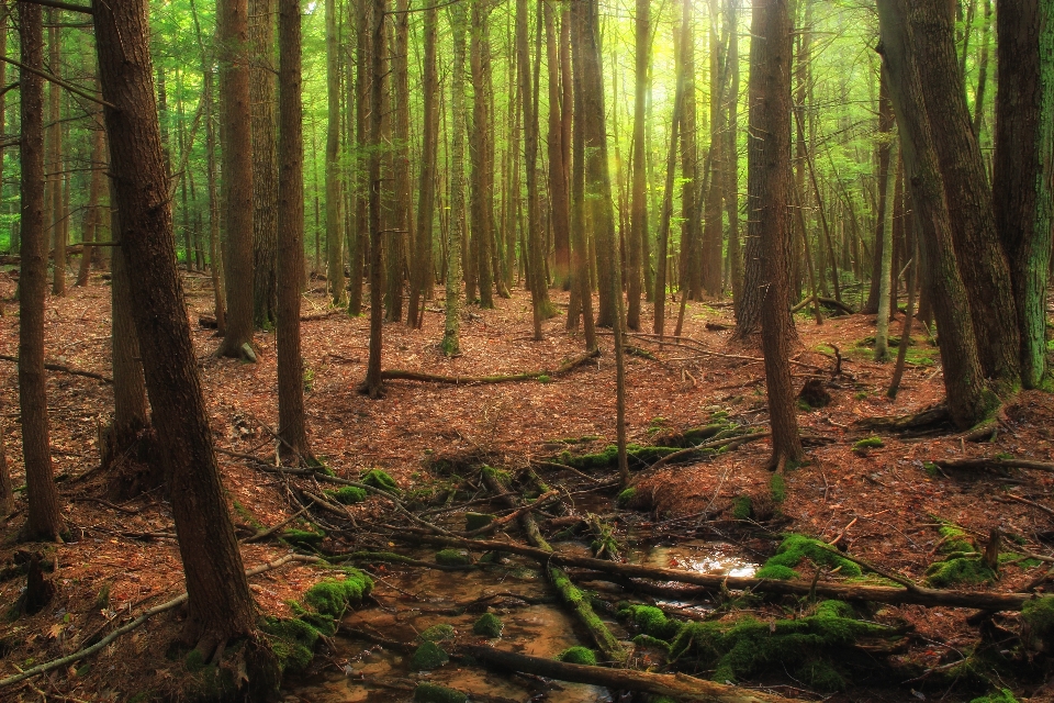 Albero natura foresta torrente
