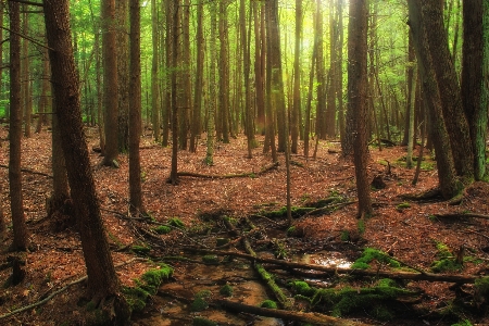 Tree nature forest creek Photo